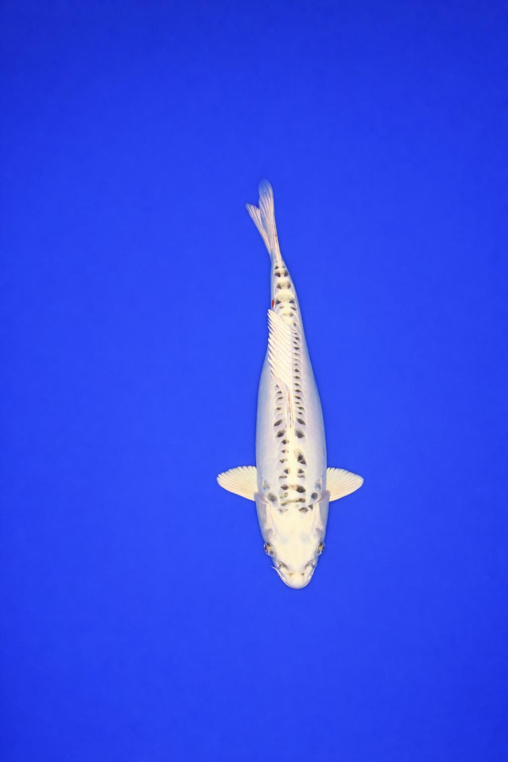 0375ab1b-8f7b-4f8e-af34-624b7f047bf3 0375ab1b-8f7b-4f8e-af34-624b7f047bf3