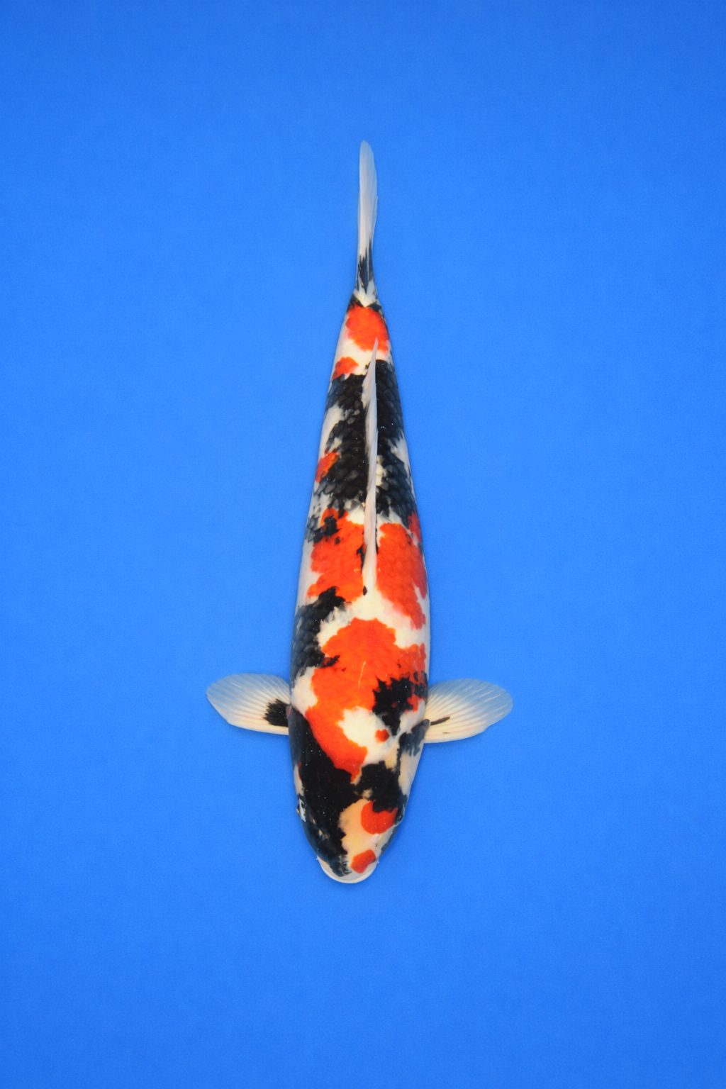 03E54247-90FF-484A-BBC1-5F4208CBE693