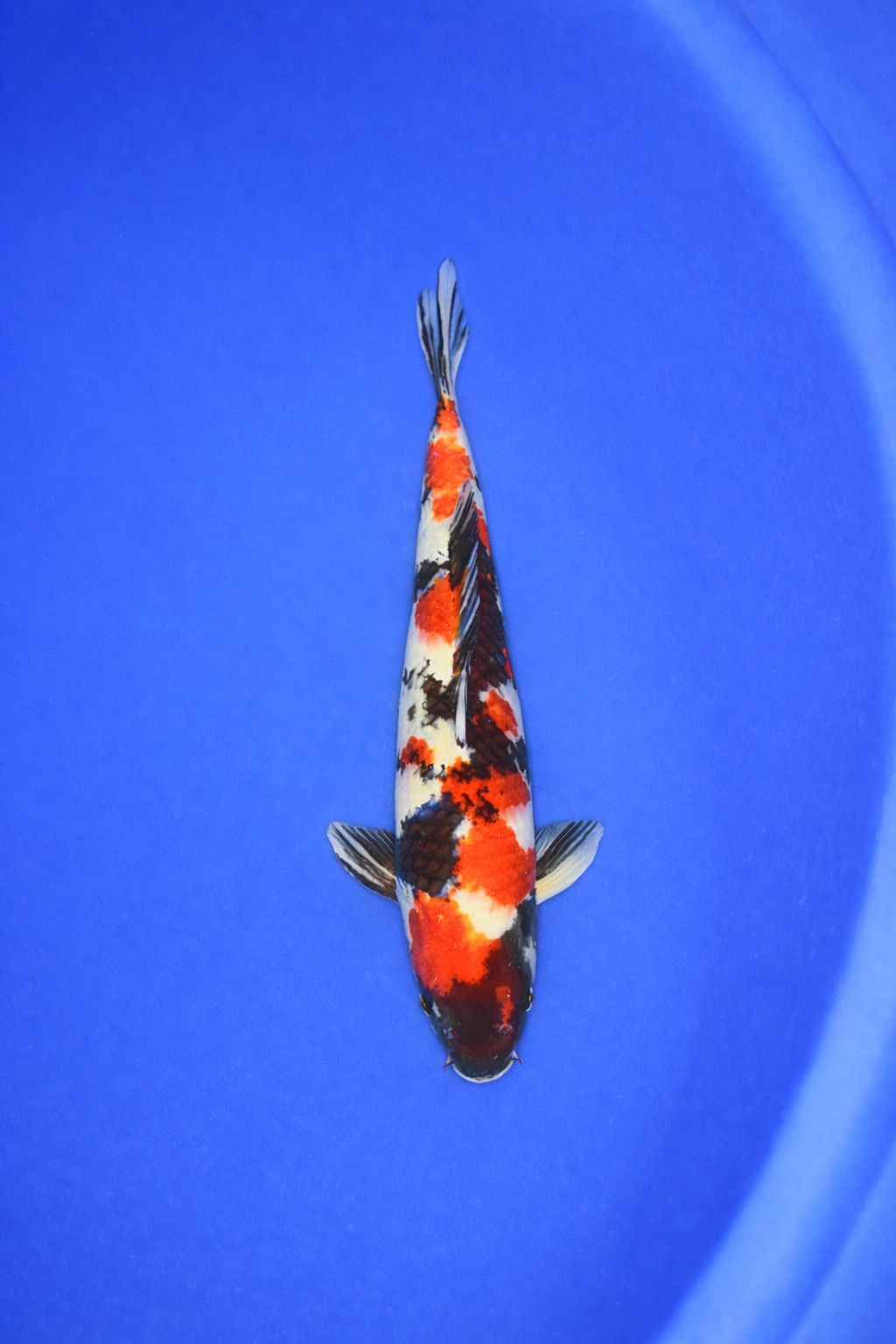 044fdf2a-42c7-4a47-b0df-dbe2fda9f141