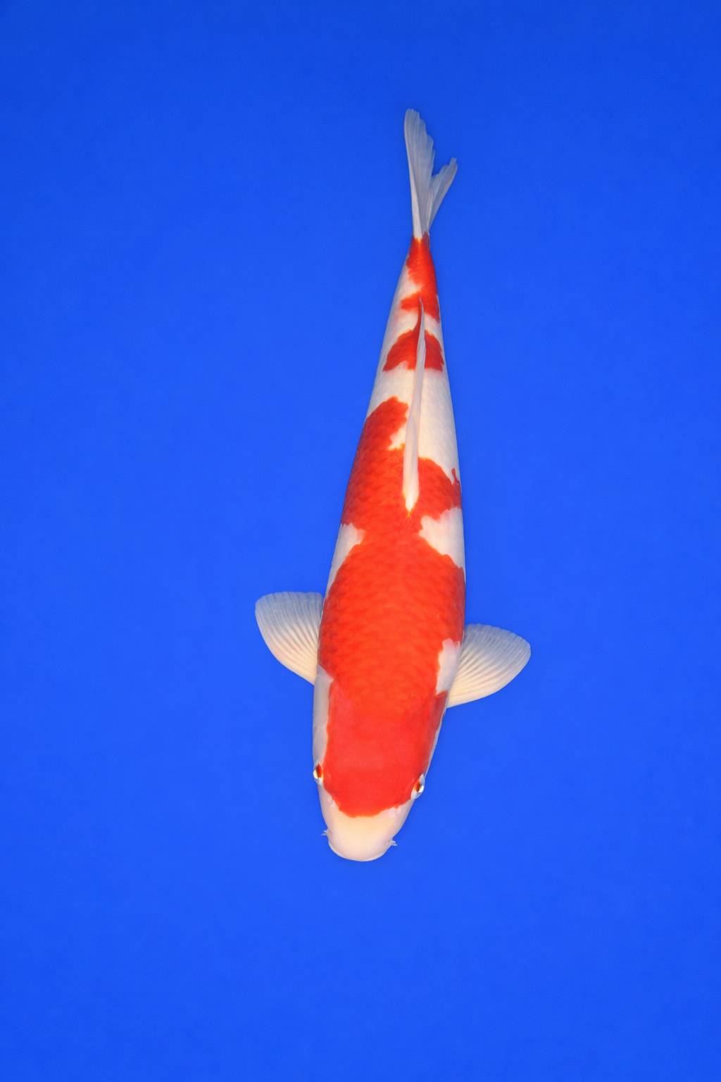 051035D4-1213-4059-A4A4-D5928E8BAE86