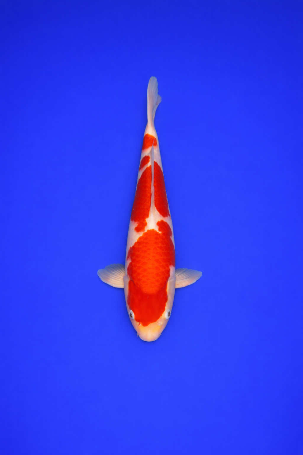 058F78AD-CE78-4039-A83A-D4BA1C419F2A 058F78AD-CE78-4039-A83A-D4BA1C419F2A