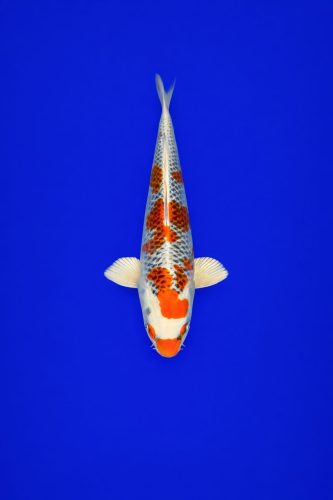 06ca976d-b736-4679-89fb-7936b474be2a 06ca976d-b736-4679-89fb-7936b474be2a