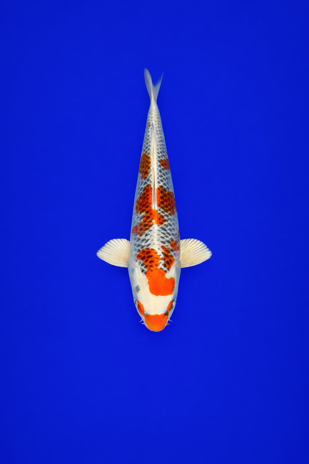 06ca976d-b736-4679-89fb-7936b474be2a 06ca976d-b736-4679-89fb-7936b474be2a