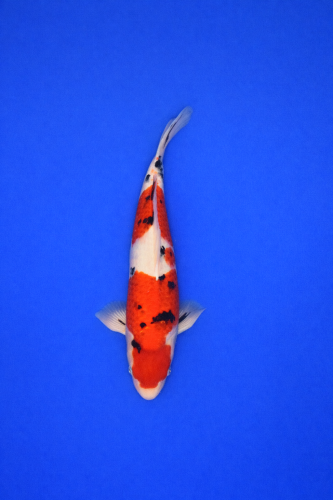 07EA95A1-3367-4F83-AC68-615FA4AB2452