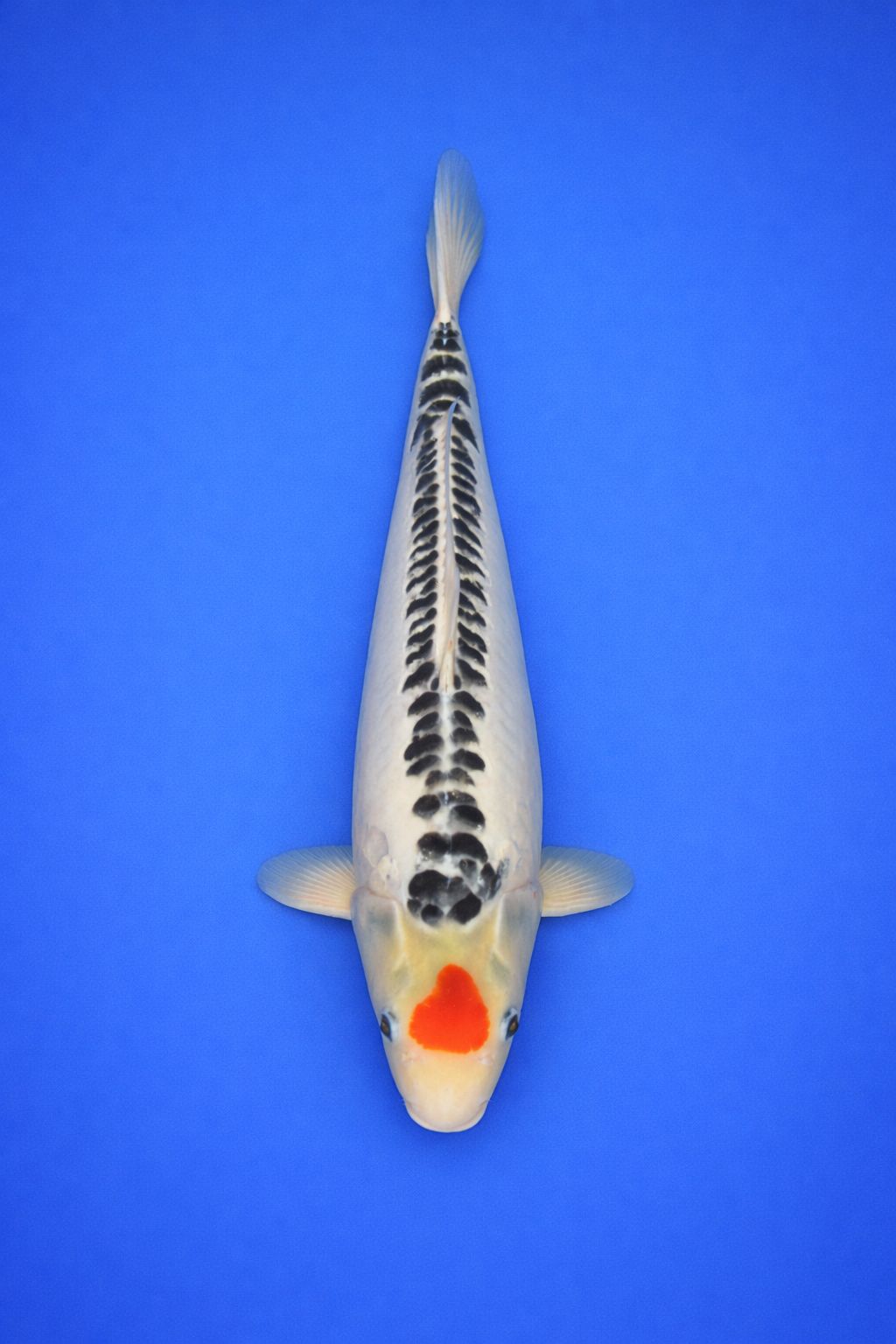 10917801-9d51-4ae4-a69a-2f008d86c5d8 10917801-9d51-4ae4-a69a-2f008d86c5d8