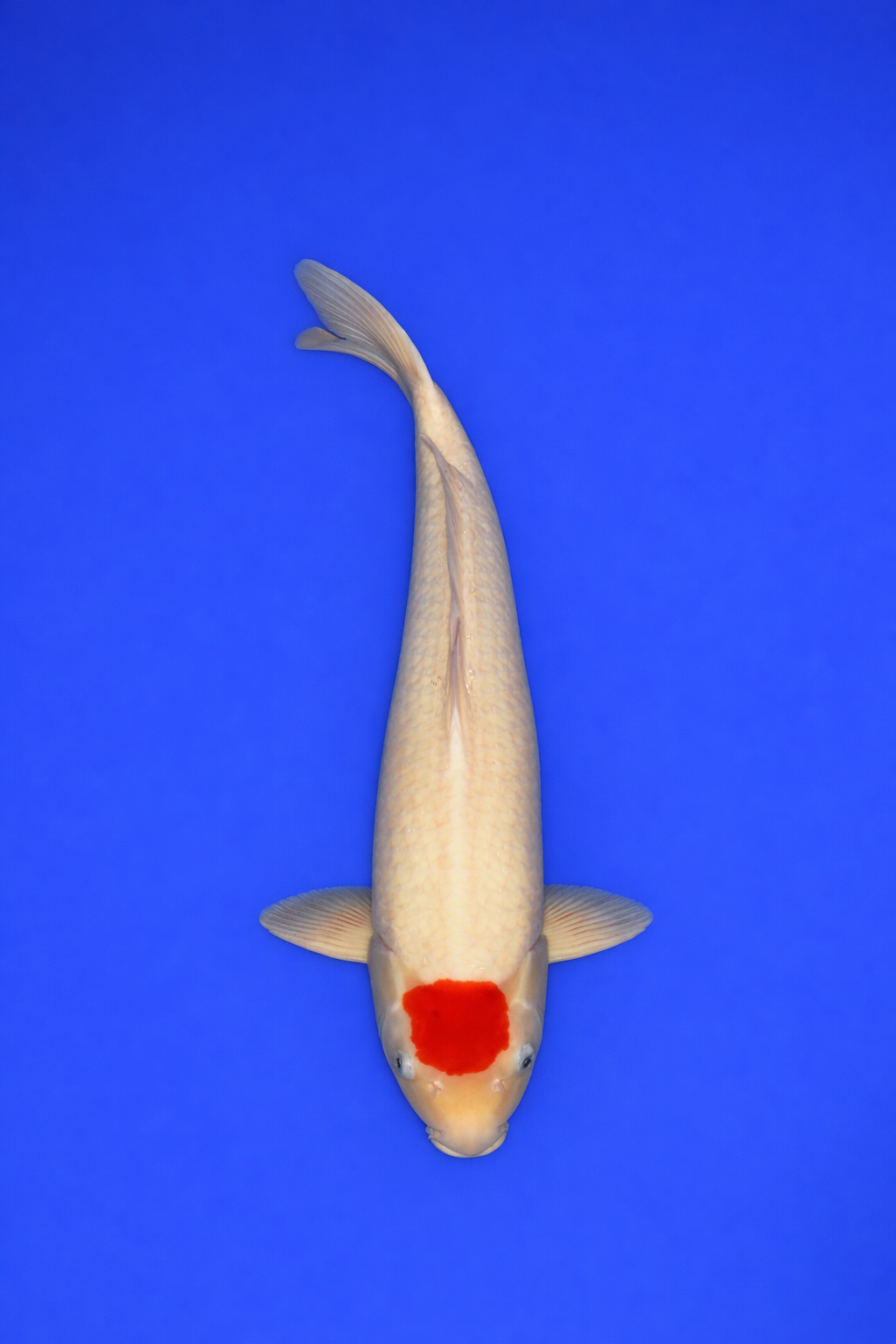 116112DF-F0F7-46FD-9C33-C53757973AA3