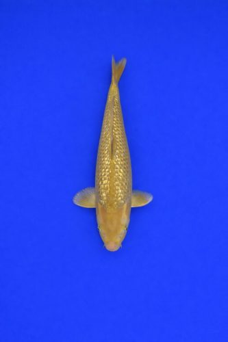 160a7404-608a-4a6e-ab57-ad71ea24863f