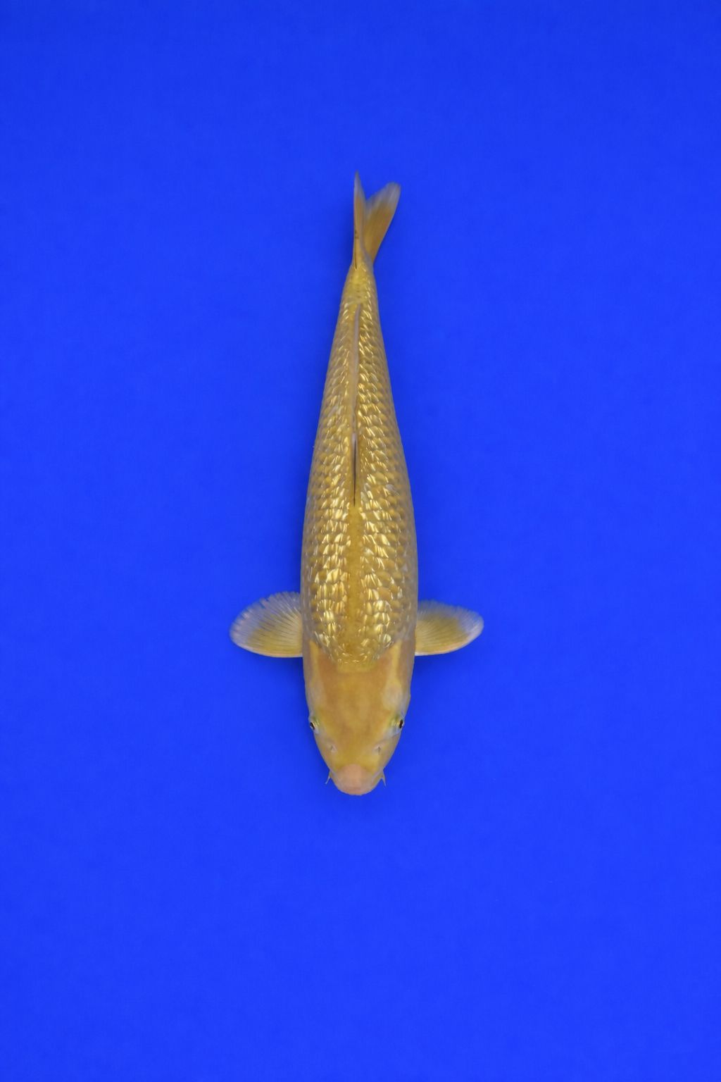 160a7404-608a-4a6e-ab57-ad71ea24863f