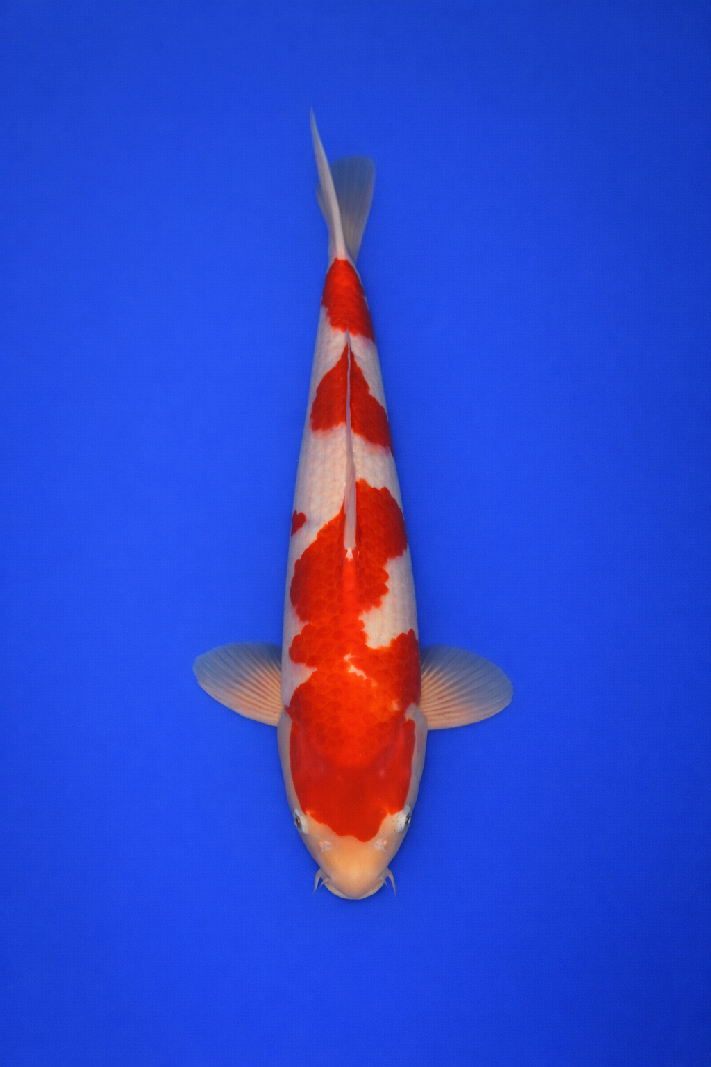 16C0F9ED-4E69-456B-B6B2-A594B4575FD2