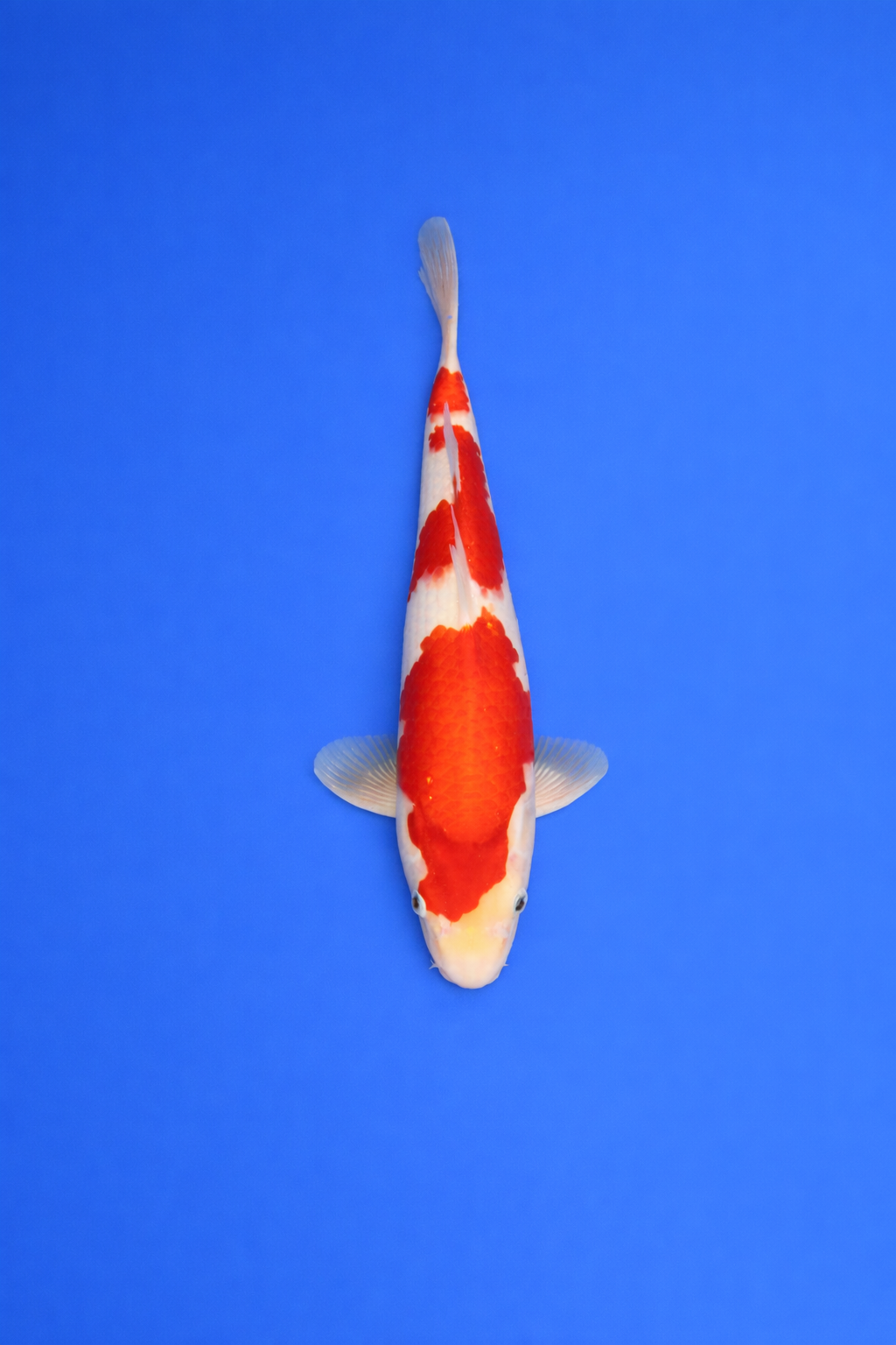 1C854F4A-0E81-401F-85AE-D4C87B8579D0