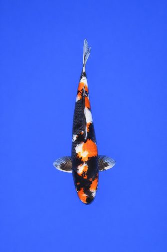 230c669e-6064-4537-b3bb-2852f5381277