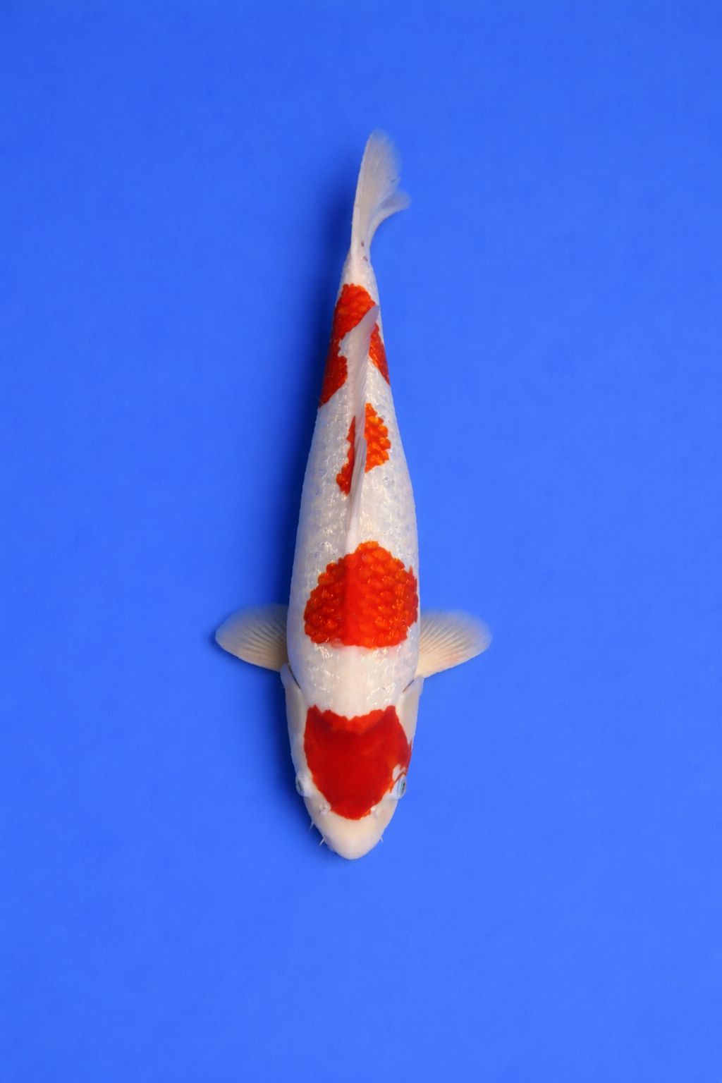 2326bff9-bf31-4443-b5ae-86ea2ac6e6f3