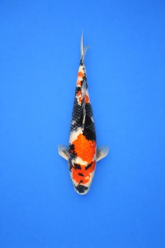 23724801-9083-4125-95af-81708f49c1d7