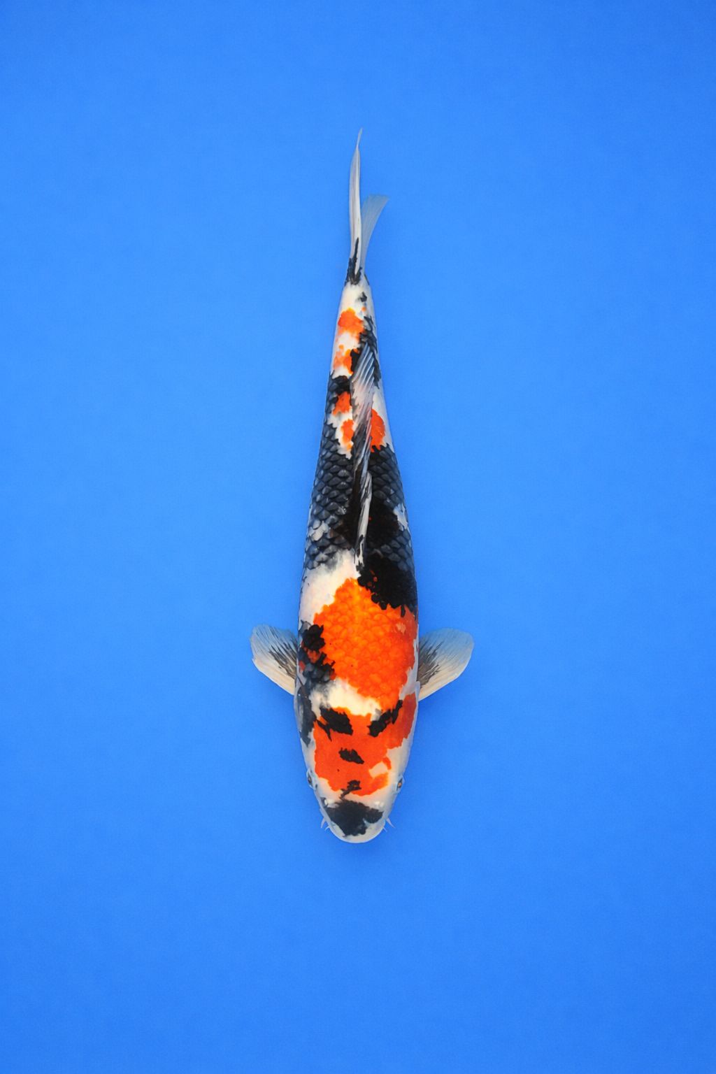 23724801-9083-4125-95af-81708f49c1d7