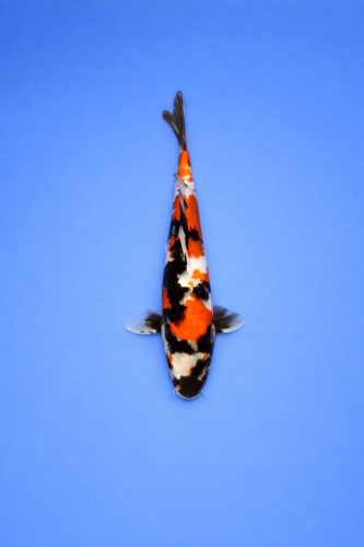 25276ef4-0589-4086-824b-925ca1c48975