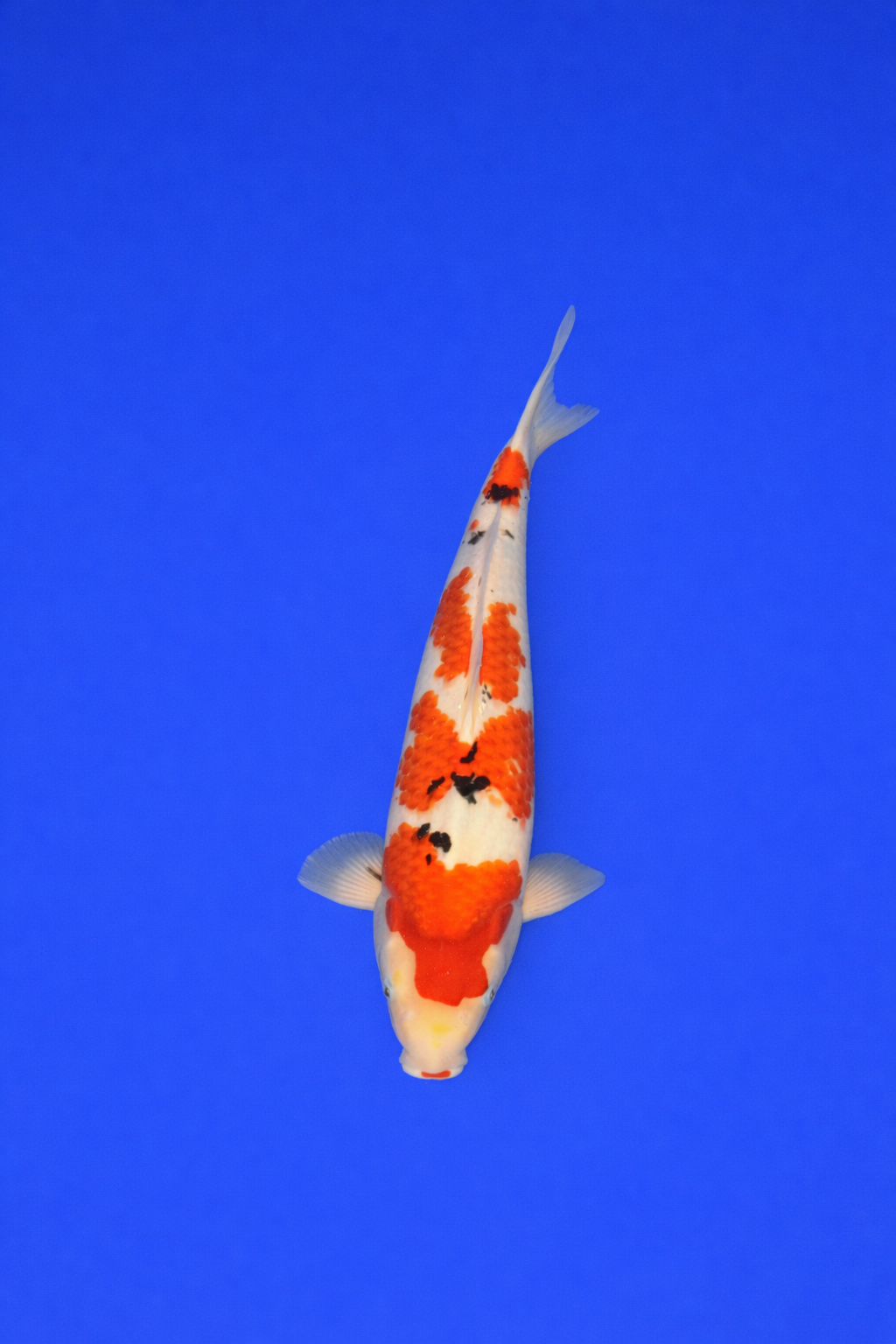 27993CFA-1DF8-4C92-B173-22097DFA1982