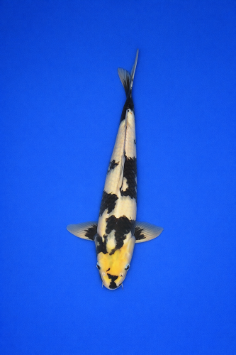 2A2667A6-4337-450A-8314-693A5E118103