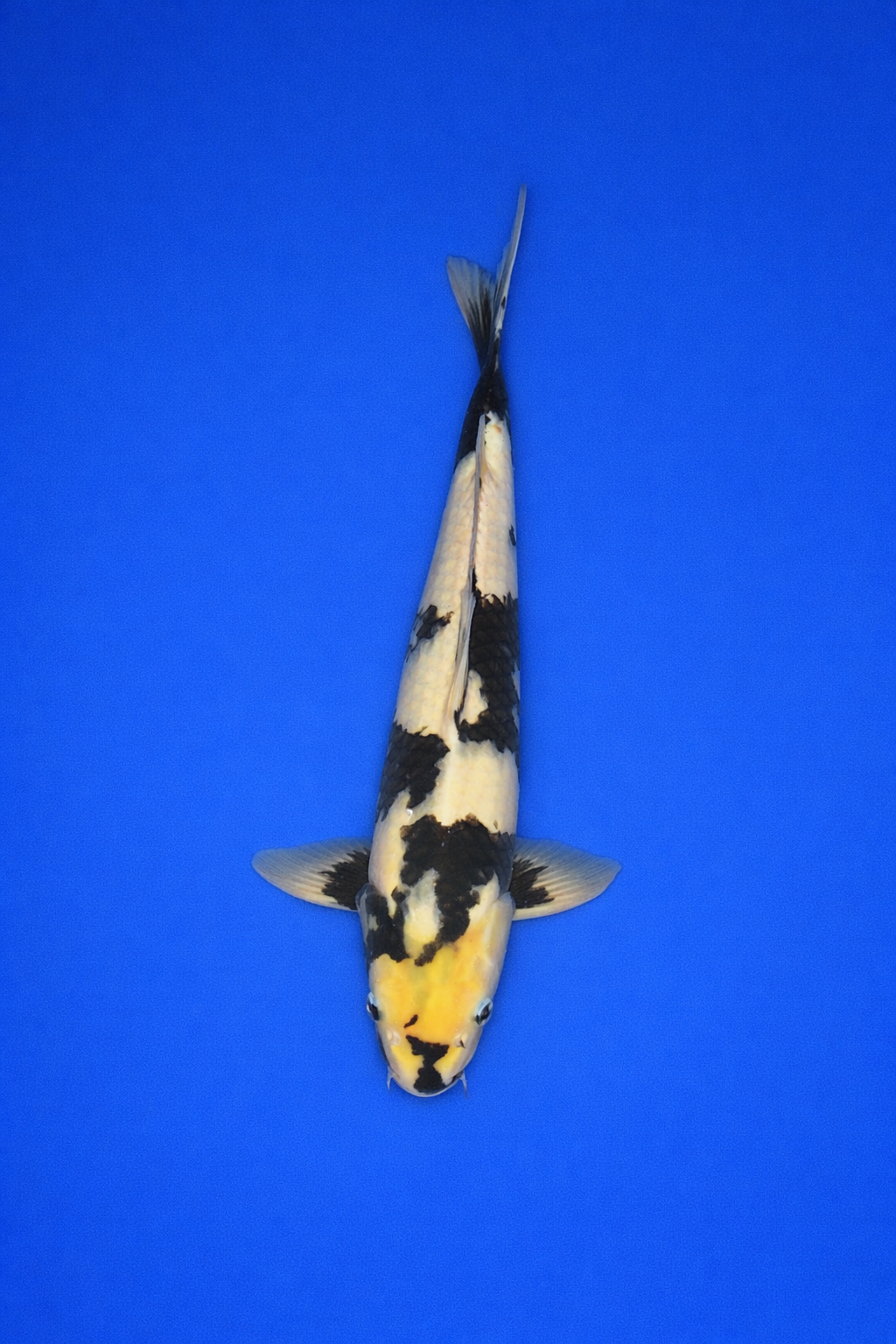 2A2667A6-4337-450A-8314-693A5E118103