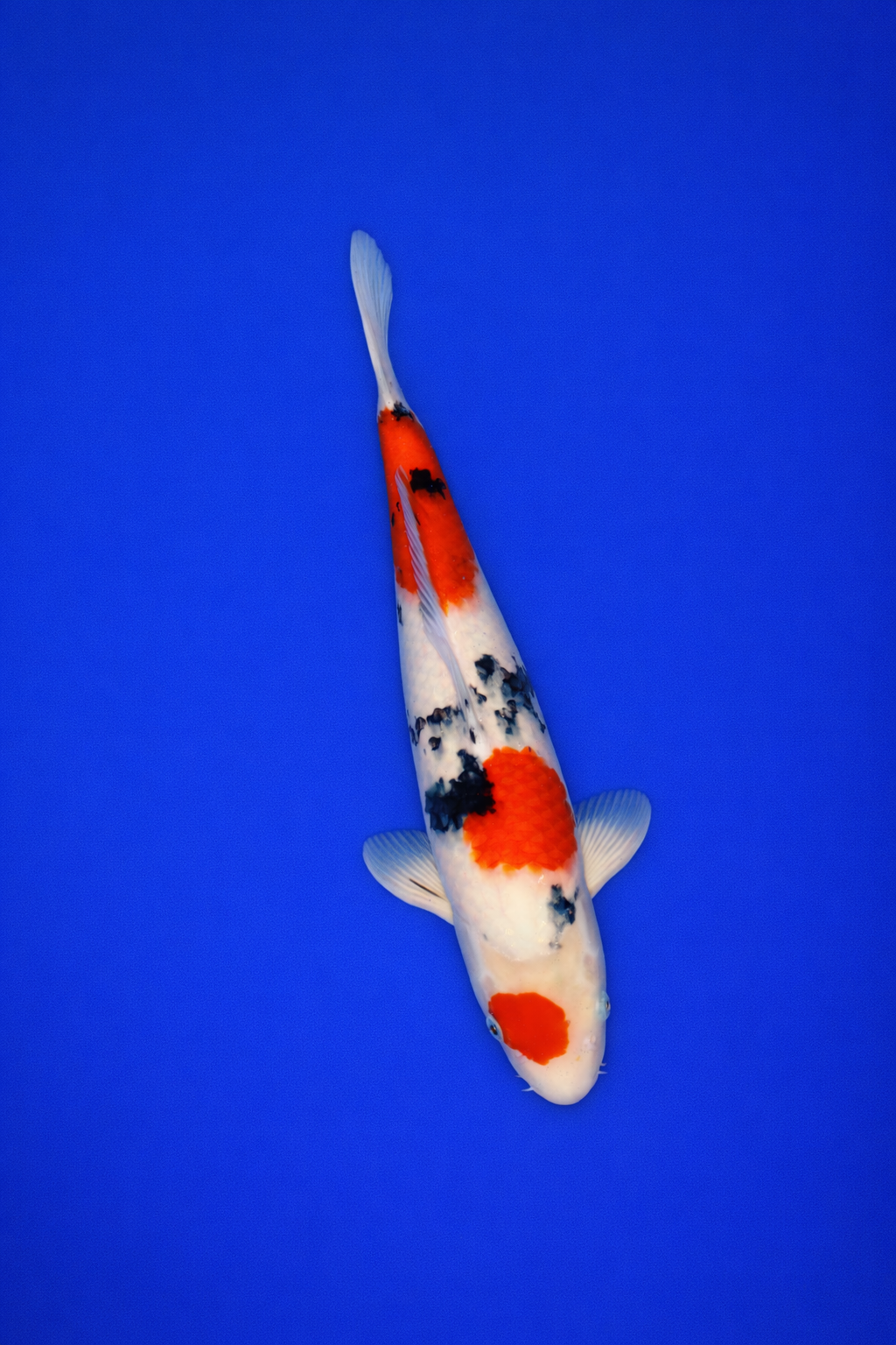 31B0A7E9-FF04-4D8D-BA15-22F05D4CED16