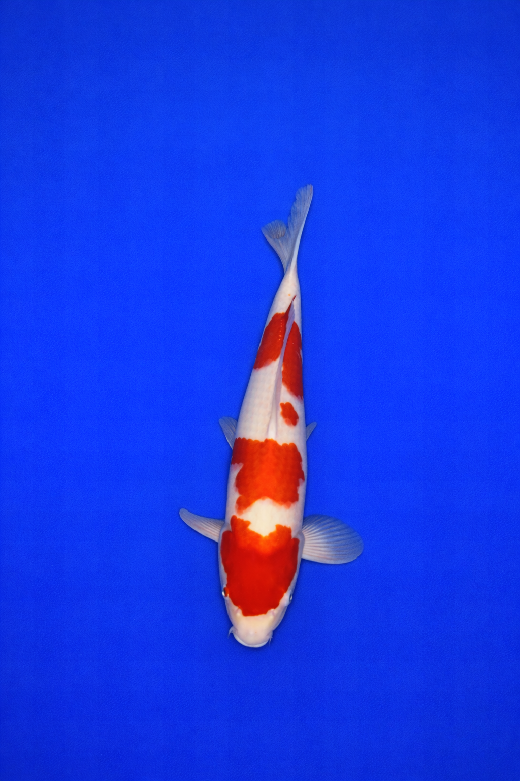 38B48362-ED86-4EC5-850E-5748D9538F3C