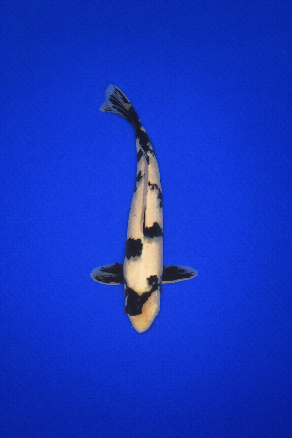 38E53318-F2B3-429E-A5DD-CF83D8669487