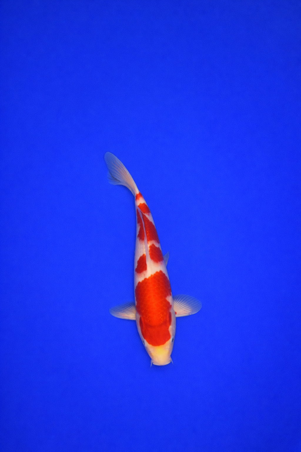 3EDFE158-4AC9-47A1-95FB-A3960E247B7A