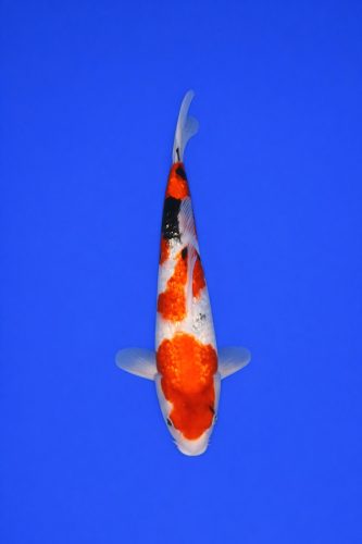 3b421e37-f25d-4627-96b1-d65b6708ef58