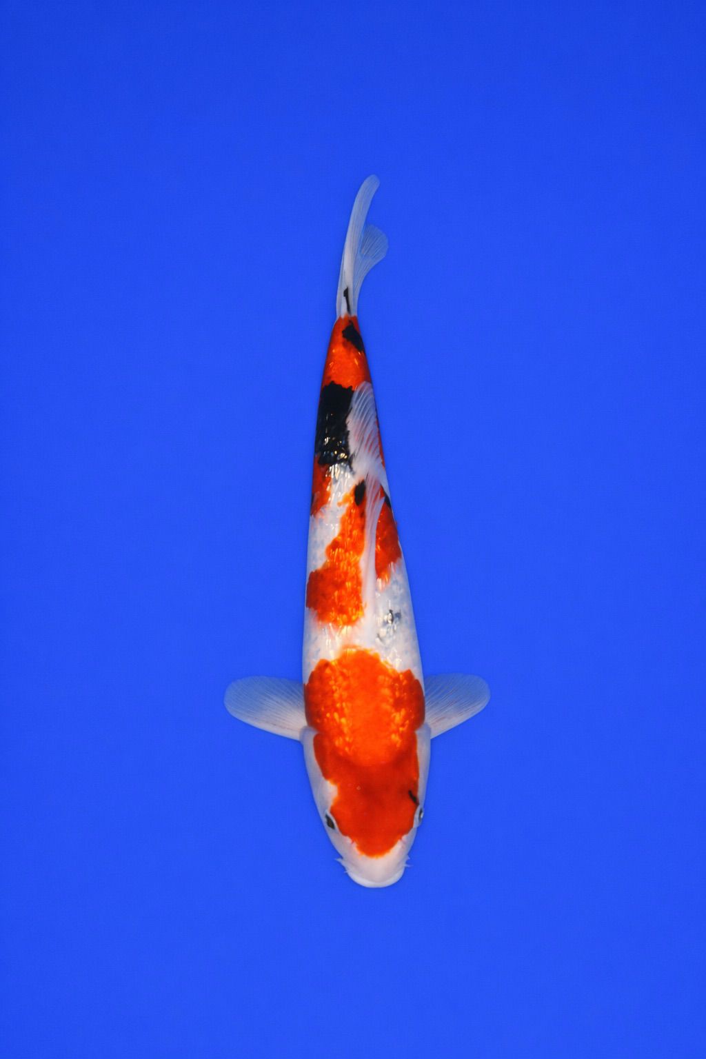 3b421e37-f25d-4627-96b1-d65b6708ef58