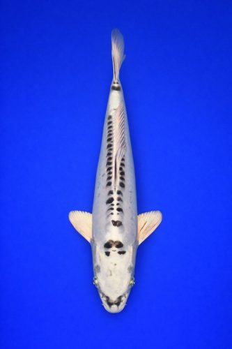 3faa4796-1a28-401f-a179-58b8fe42be1b