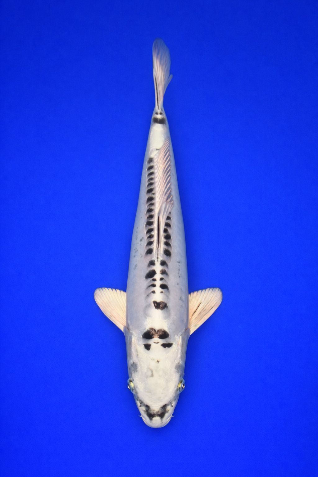 3faa4796-1a28-401f-a179-58b8fe42be1b