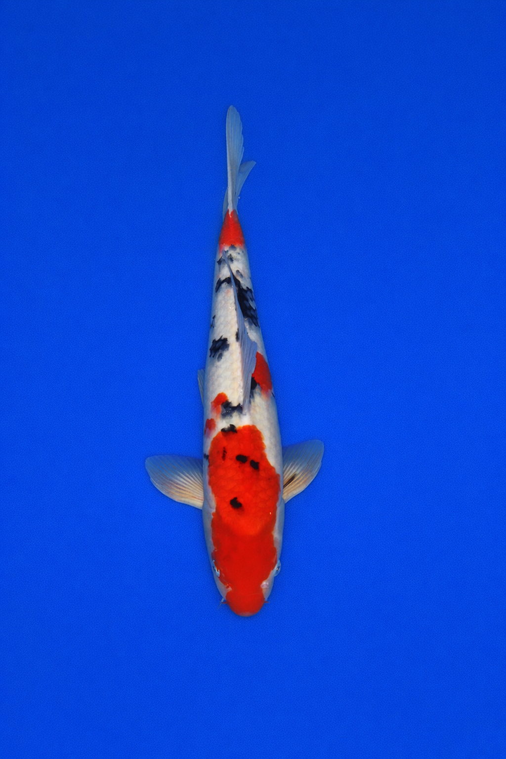 4272C01A-7651-4026-B79E-73706E576539