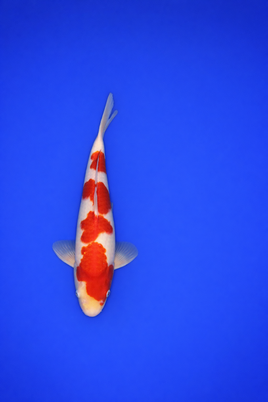 42DEA02A-2F3D-4838-A3B9-BA175C1108AA