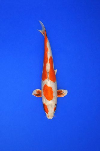 4951bf47-f1e8-408b-bf88-32fe78109c3a