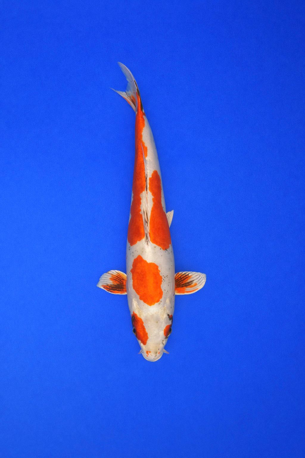 4951bf47-f1e8-408b-bf88-32fe78109c3a