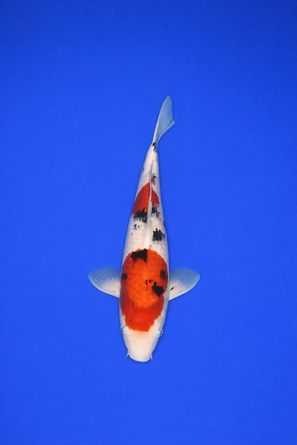 4B314EDF-C386-4B48-9B19-3376777E348E