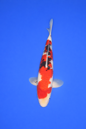 4BA056FA-FE14-47F6-AC86-6A83497CFF0D