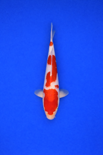 4BB2B8CF-4D4B-424B-8736-9FD708863AFF