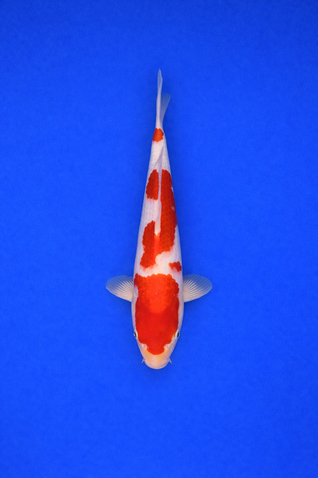 4BB2B8CF-4D4B-424B-8736-9FD708863AFF