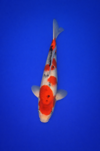 4C064EE2-E8C3-475E-9780-D293F9897F8B