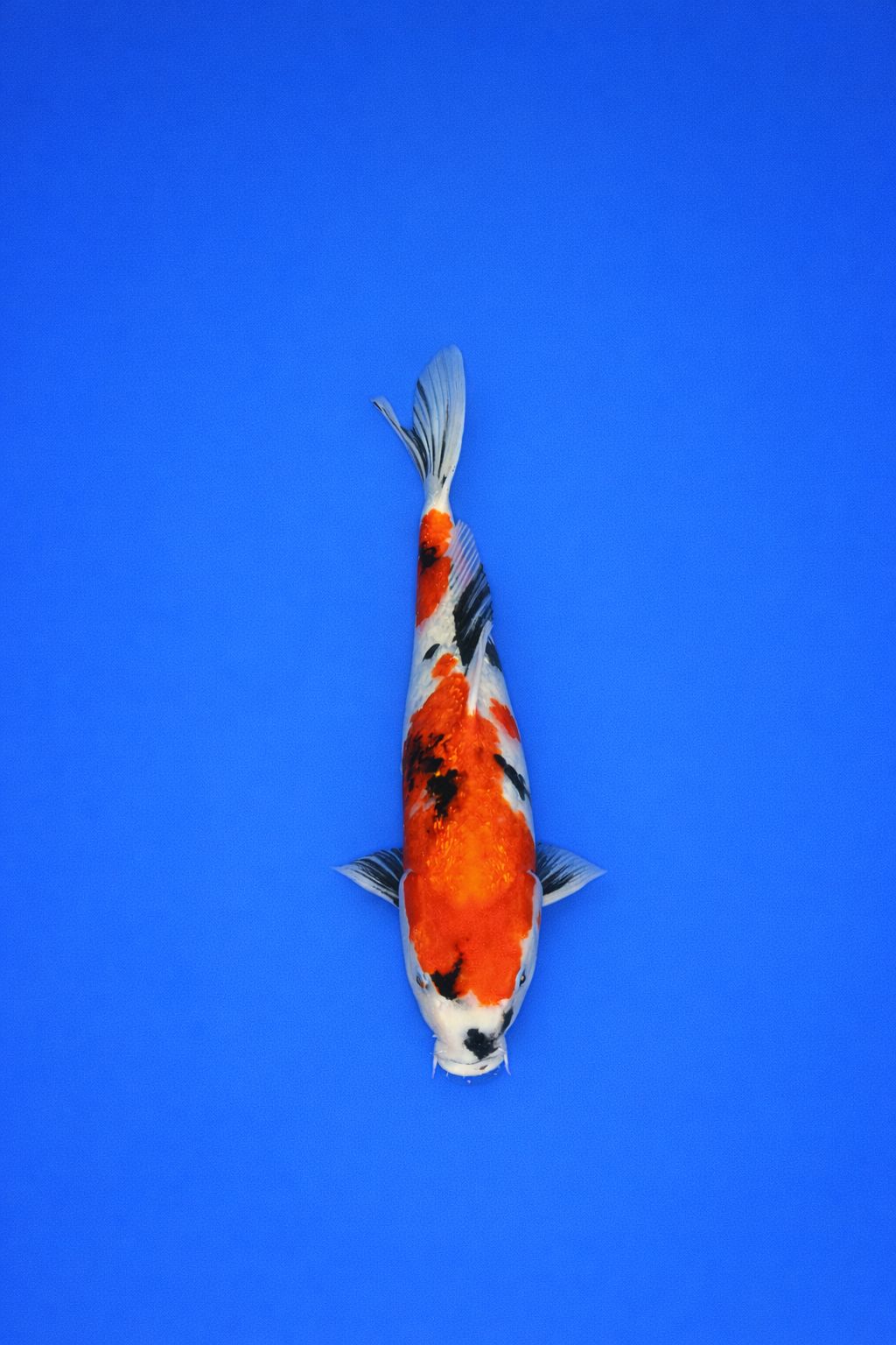 4ae90886-607f-4c87-8b77-166d356cd59c