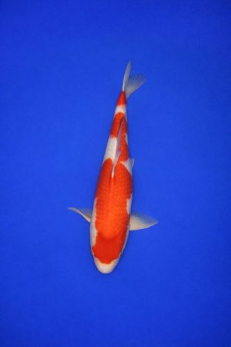 4b1a963e-48a5-451c-b2f8-9a9ff8430ac8