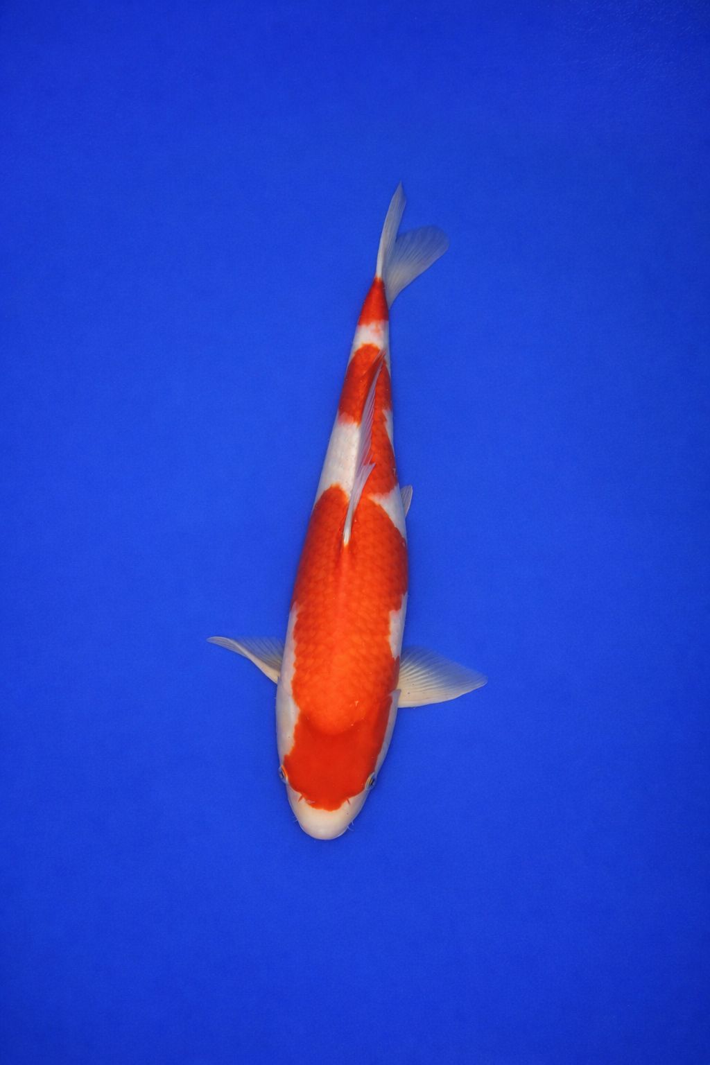 4b1a963e-48a5-451c-b2f8-9a9ff8430ac8