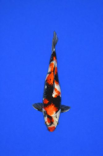 516a608d-873f-4bbf-9438-1b18f94c8f2a