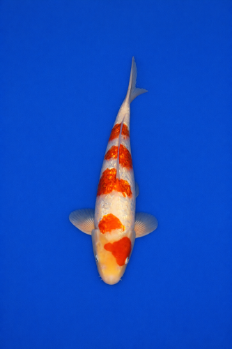 5203BEE3-D4C2-4000-A1AF-AE36F29A513E