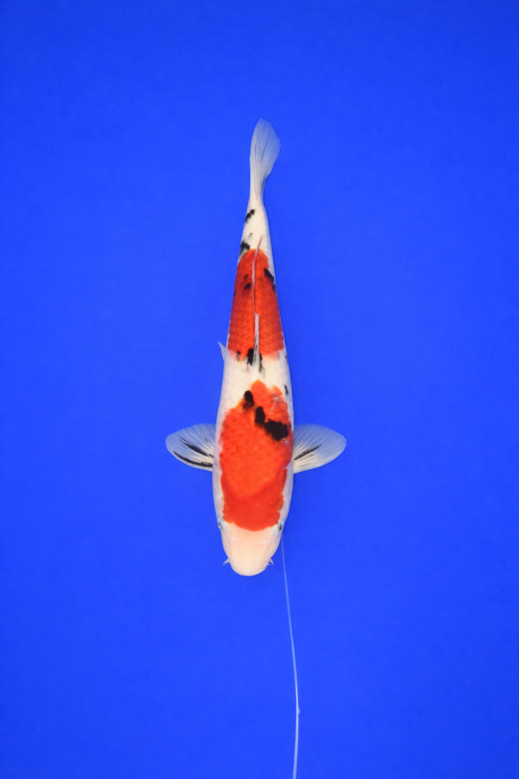 52A167FB-934E-4B9B-AECE-21183E6F3924