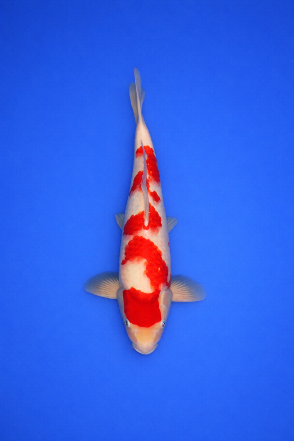 536F304F-1CC3-4806-BB9F-16AC22384762