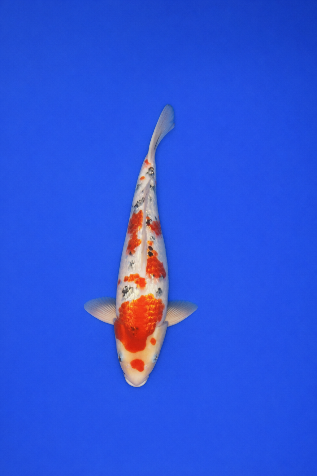 538660CF-9C33-4DC2-97E5-BFBF2B82E462