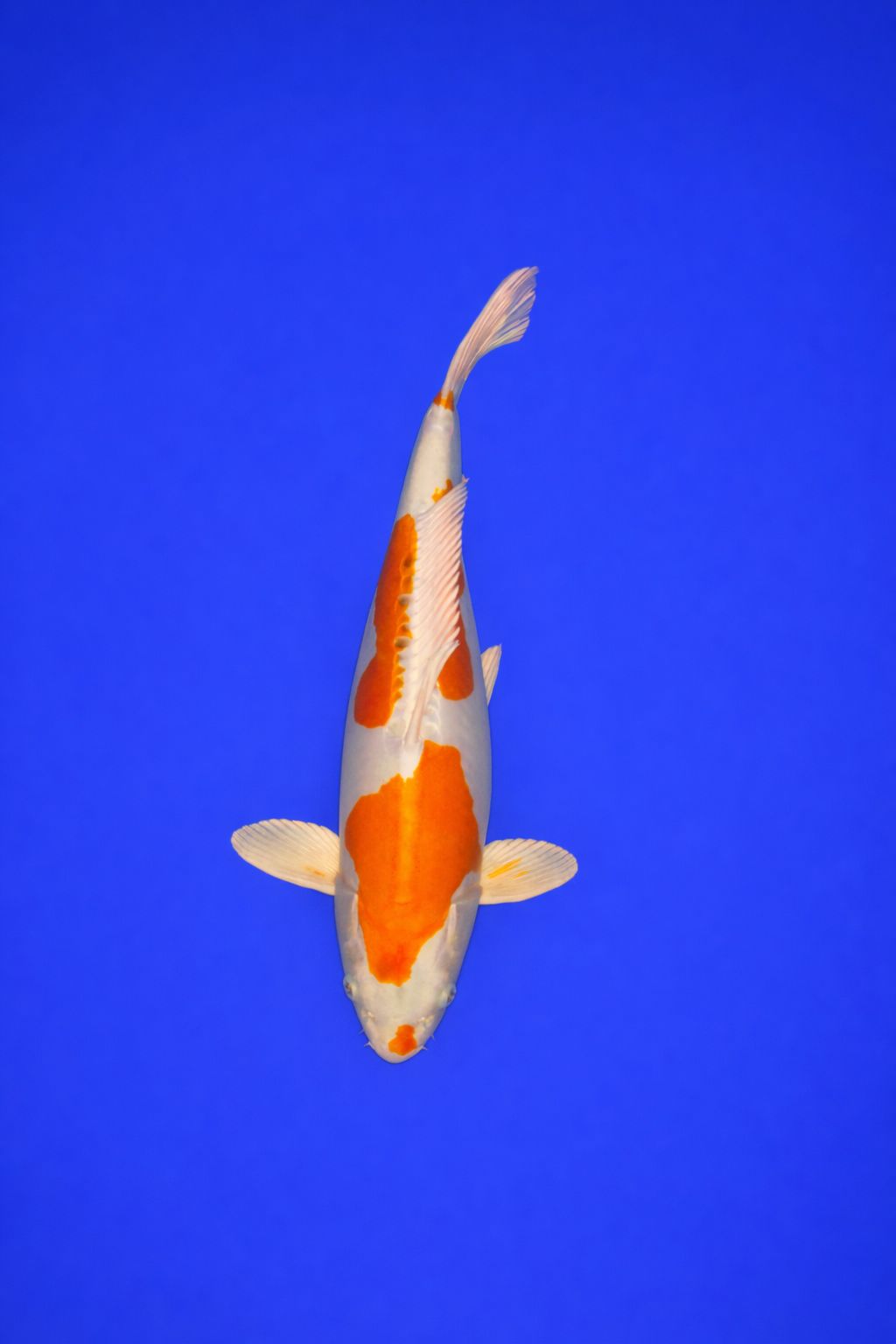 5669b129-dfbf-483a-938c-3f954946dbdf