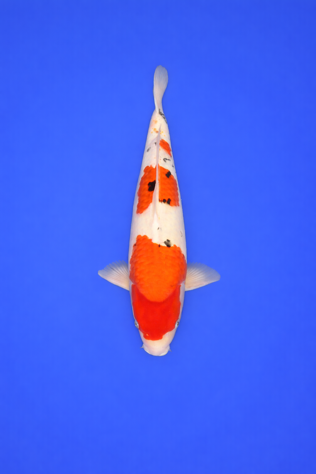 587A2E60-40B7-4FE0-BC26-4FCC0CCC49F8