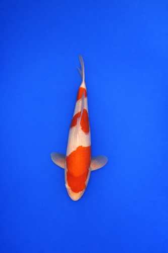 5A47491F-7F70-4DC4-AE46-E54C8BCA2435